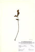 藏品(高山石吊蘭)的圖片